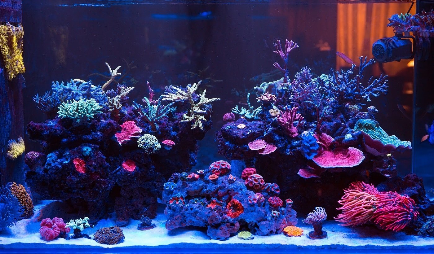 5 Best Aquarium CO2 System of 2023 [Reviewed & Buyer’s Guide]