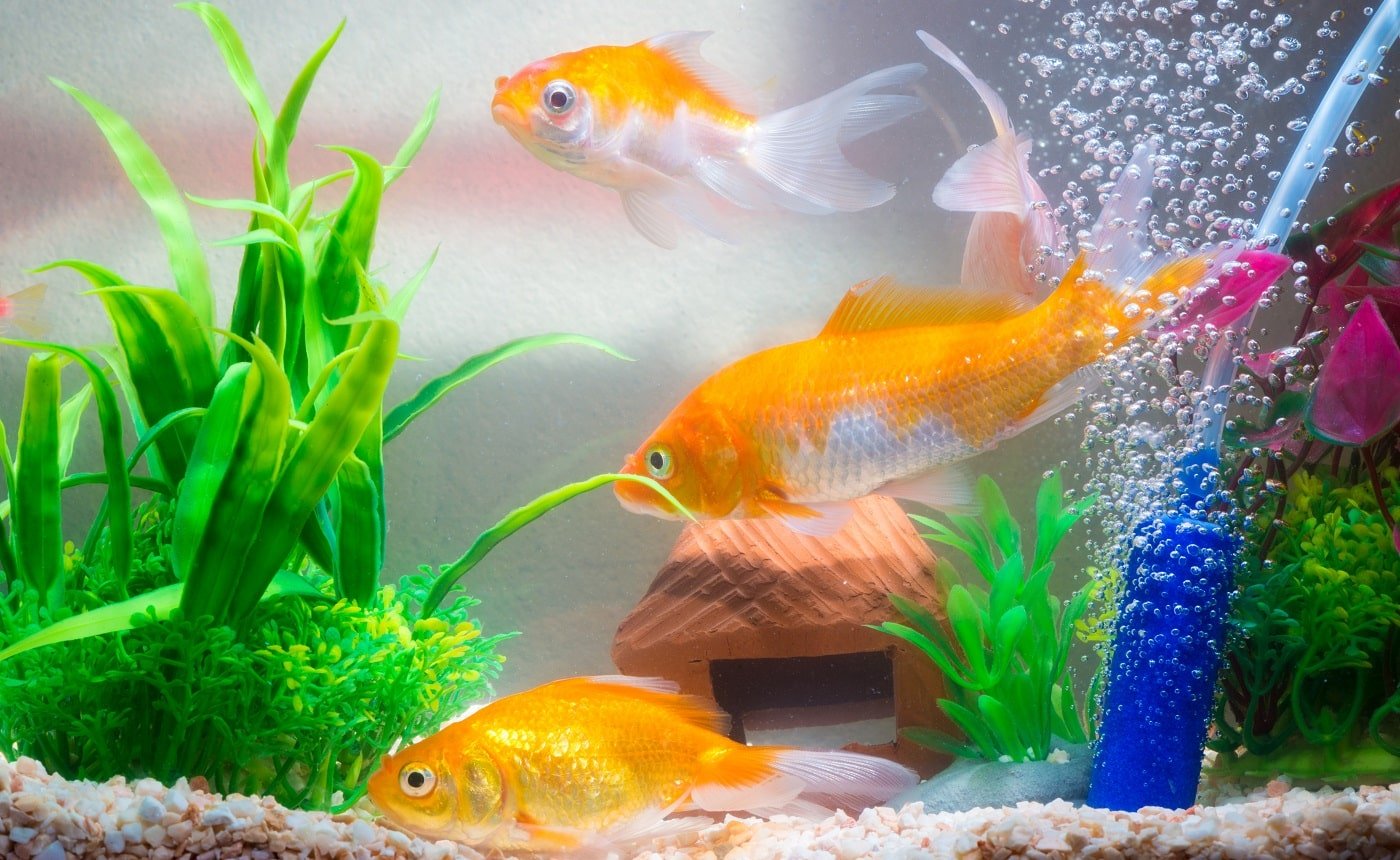 Little fish in fish tank or aquarium, gold fish, guppy and red fish, fancy carp with green plant, underwater life concept.