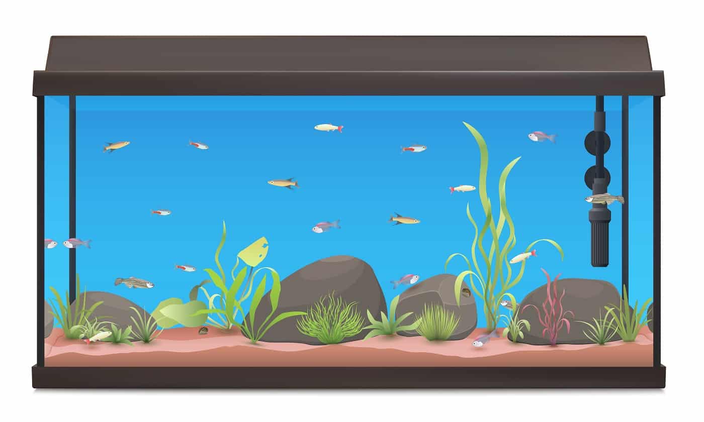 Aquarium illustration with fishes stones and plants. Fish tank isolated on white background. Stock vector.