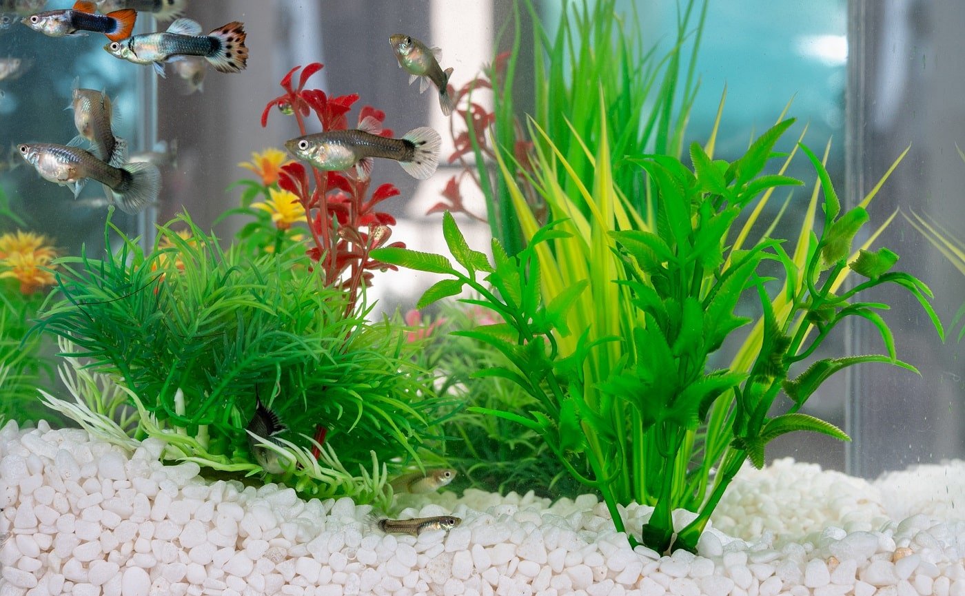 Guppys swimming in a fishbowl with clean white little stones and artificial water plants.