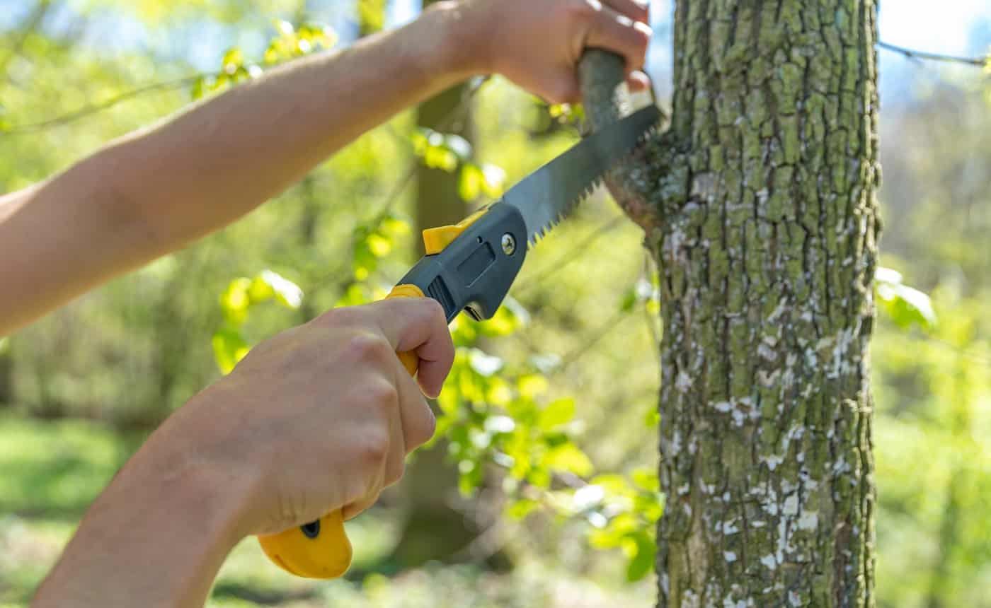 A man cuts a dry branch with a hand saw on a tree in the forest.