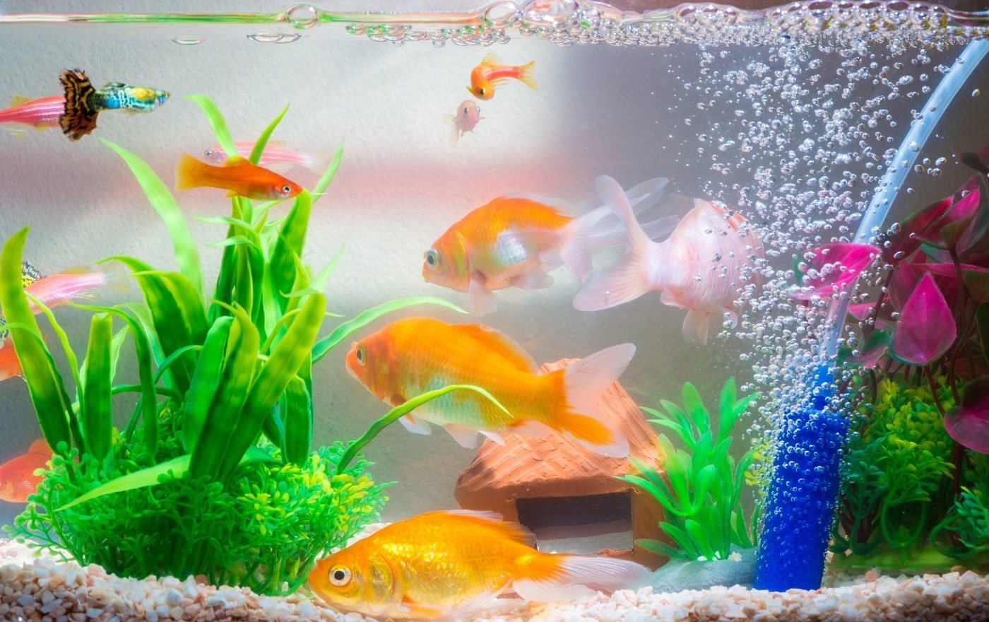 9 Best Small Fish Tanks [Reviewed & Buyer’s Guide]