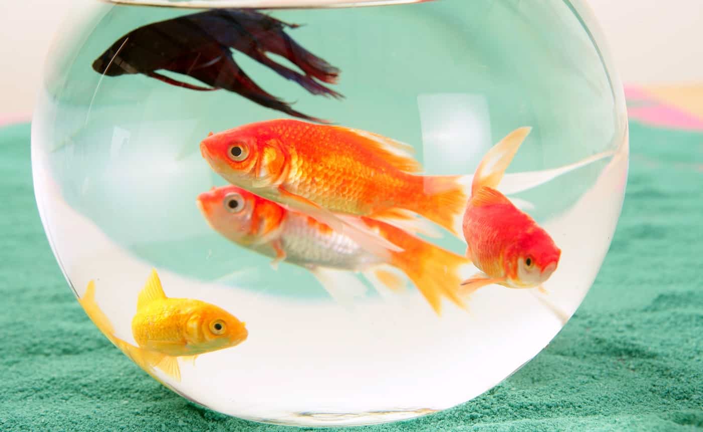 fishes in a round glass bowl red carps green background, pets