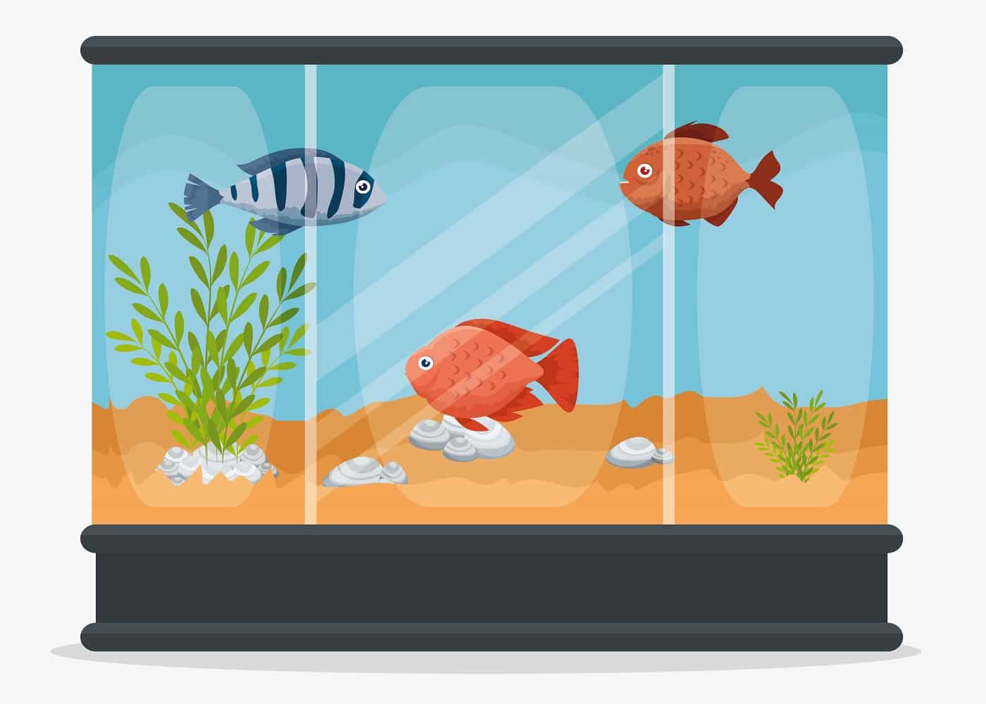 beautiful Small Fish Tank