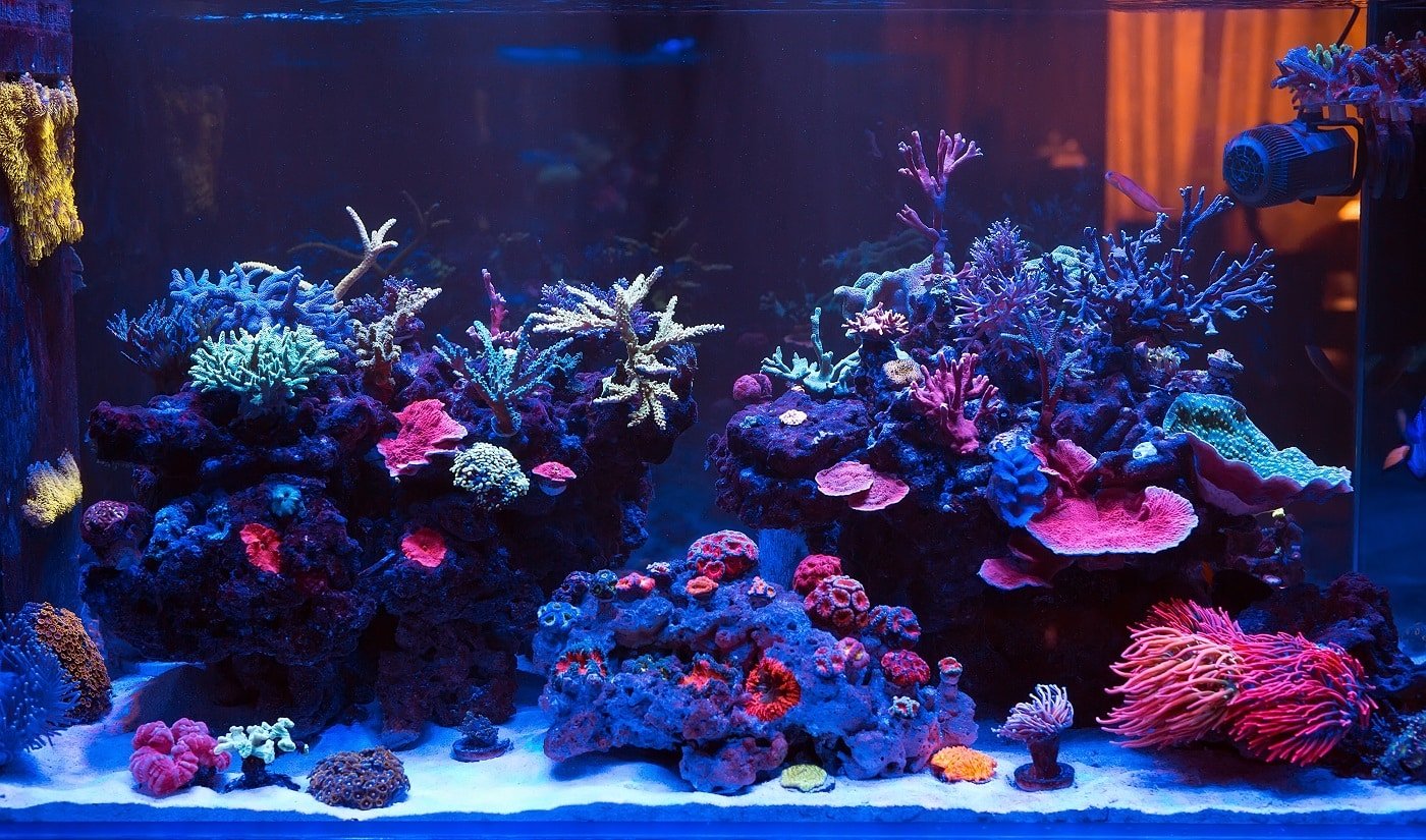 Corals in a Marine Aquarium. Aquarium Sand Verdict