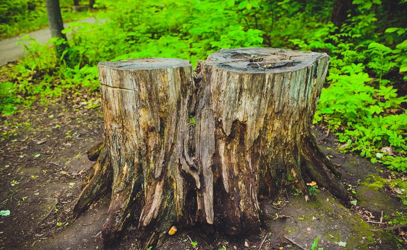 old stump on green grass or graden