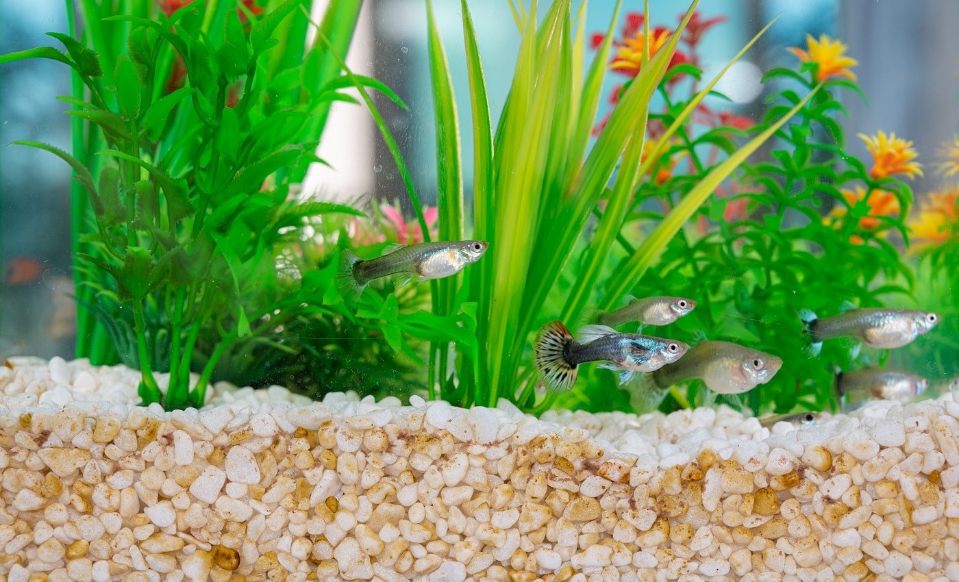 Guppys swimming in a fishbowl with dirty white little stones and artificial water plants.