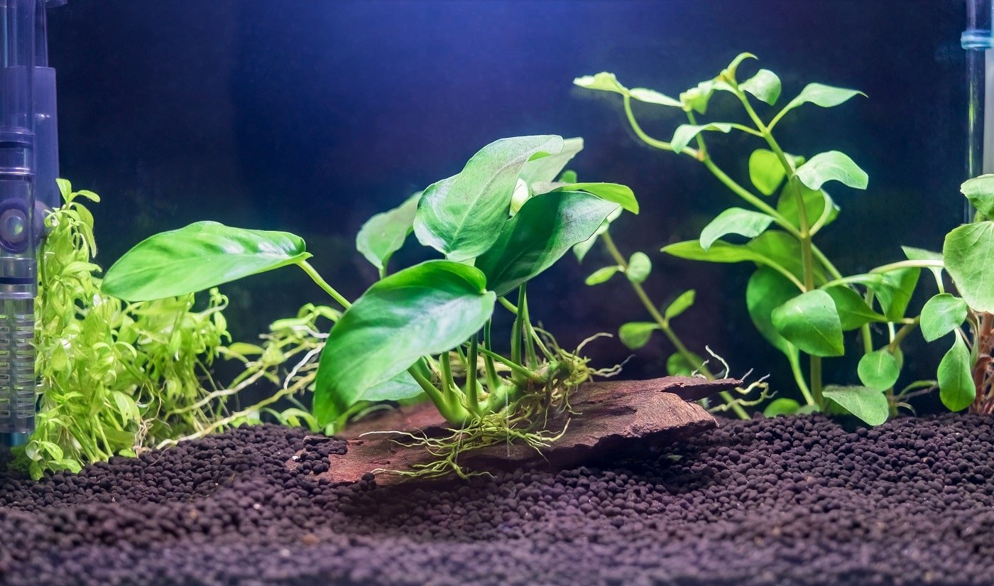 A green beautiful planted tropical freshwater aquarium without fish.