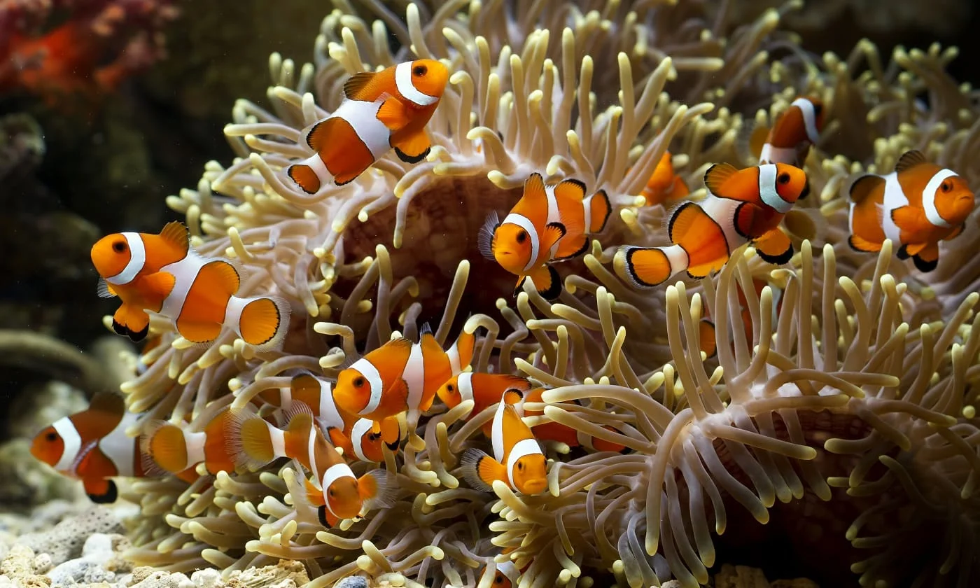 Popular Small Saltwater Fishes