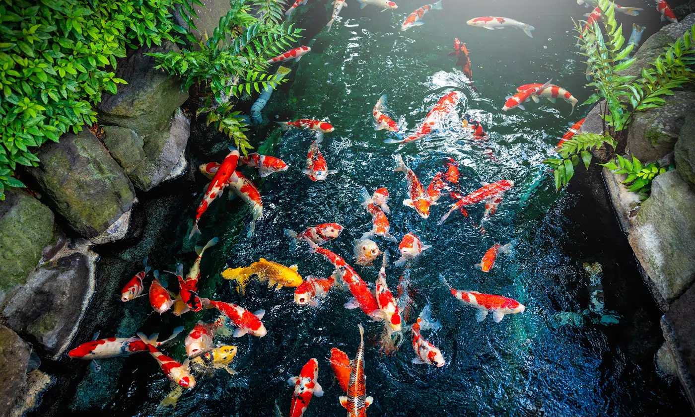 13 Epic Pond Fishes Ideas | Koi, Goldfish & More