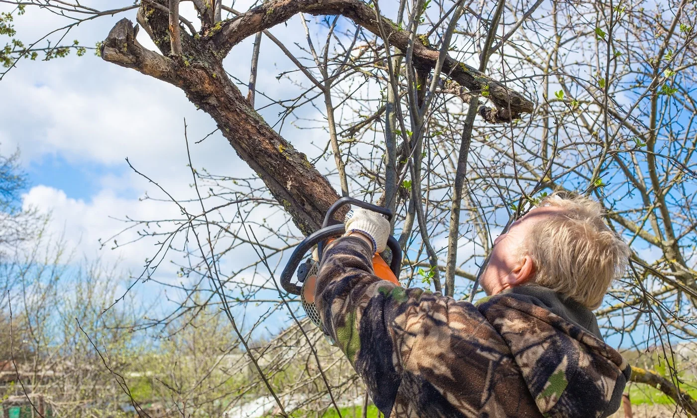 A man with a chainsaw makes pruning of dry branches of old trees in spring. Gardening and tree care.
