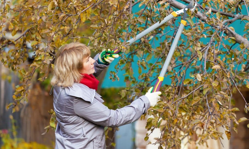 9 Best Manual Pole Saw Reviews + Guide