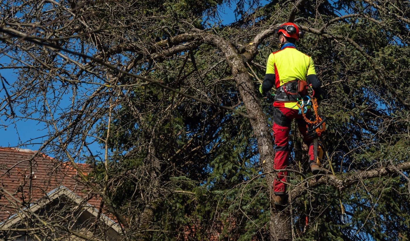 Man pruning tree tops using a saw. Lumberjack wearing protection gear and sawing branches after storm in the city. High risk job