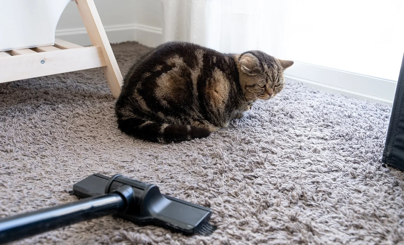 Best Miele Vacuums For Cat, Dog, And Pet Hair