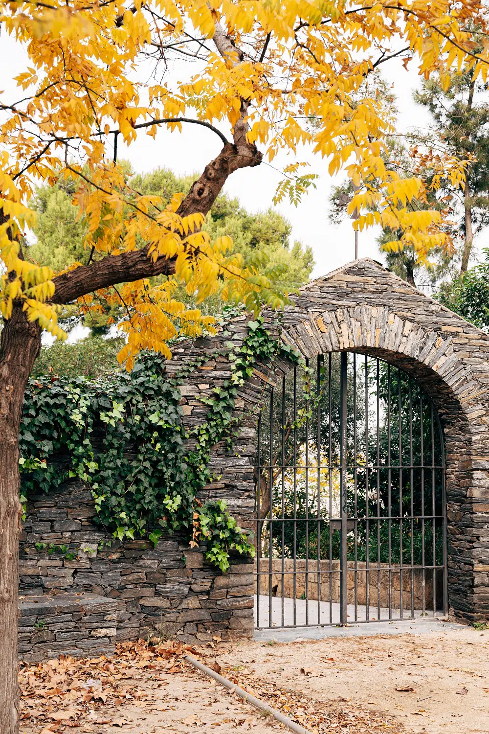 Metal gates in a stone fence under yellow autumn tree