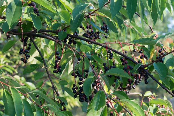 prunus padus berries on twig closeup