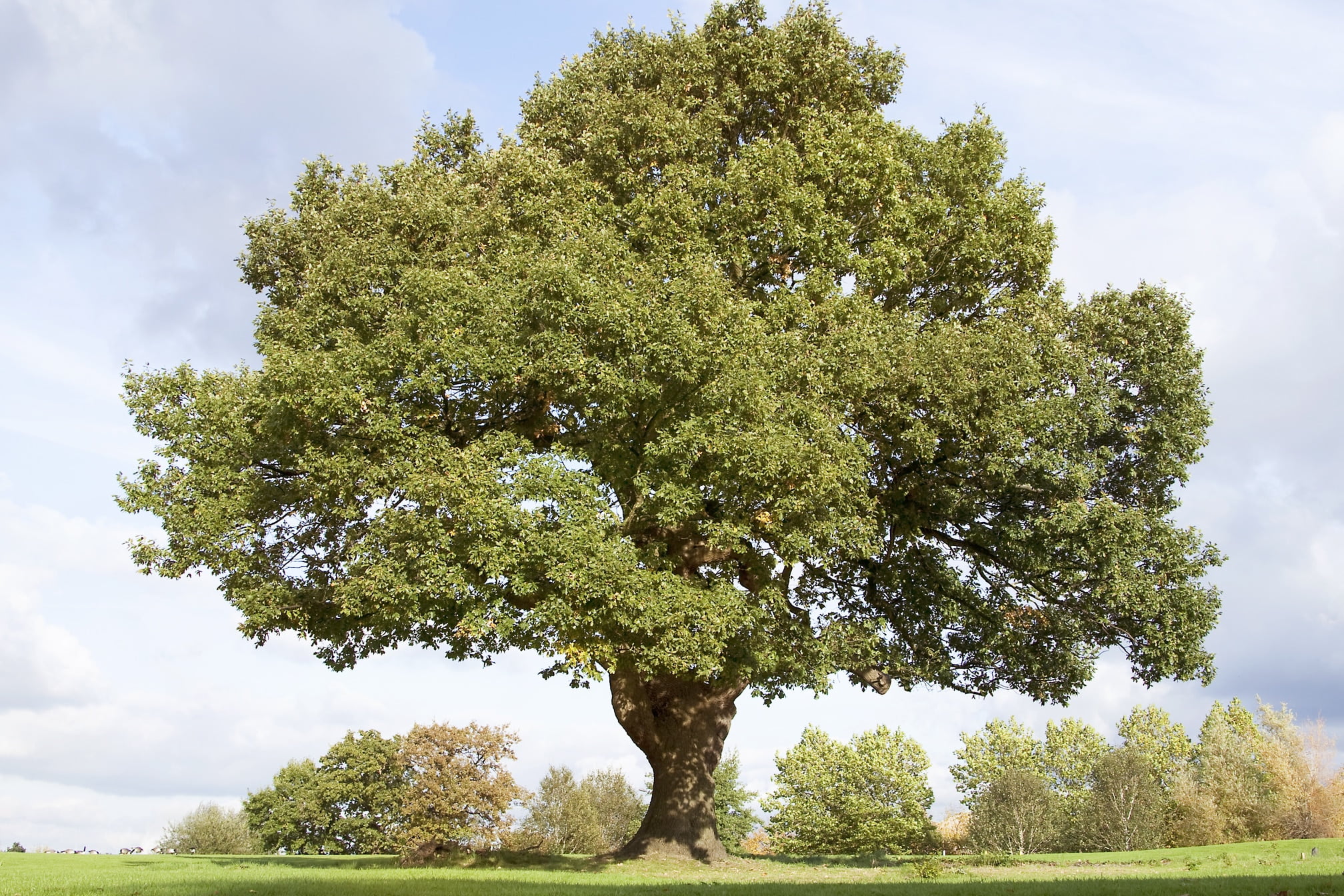 Mighty oak tree in Cheadle Cheshire