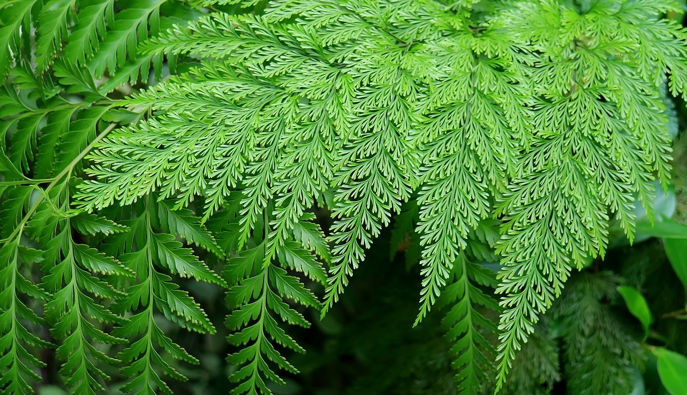 Types Of Ferns To Consider For Your Home