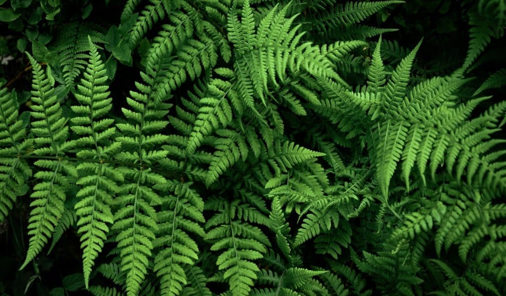 25 Types Of Ferns To Consider For Your Home [Listicles]