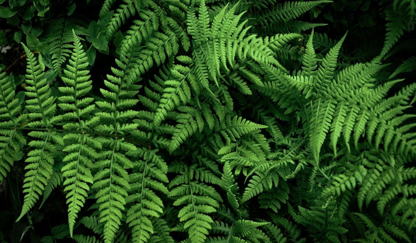 Fern leaf, Decorative foliage. Dark forest with large leaves of plants on a summer day