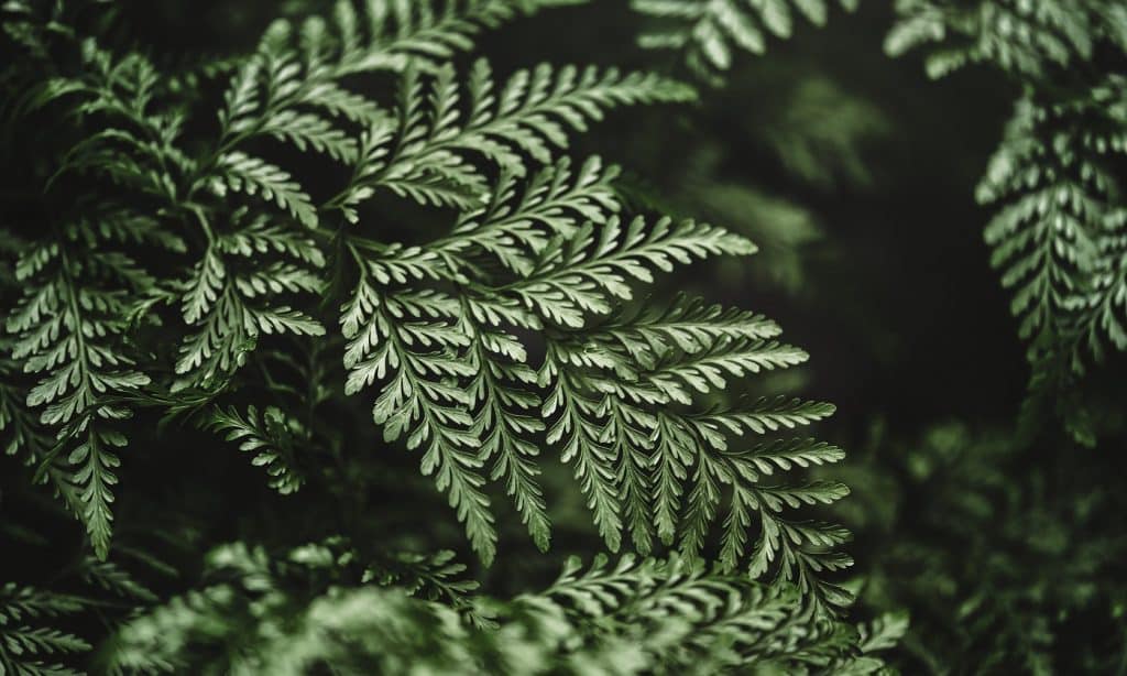 25 Types Of Ferns To Consider For Your Home [Listicles]