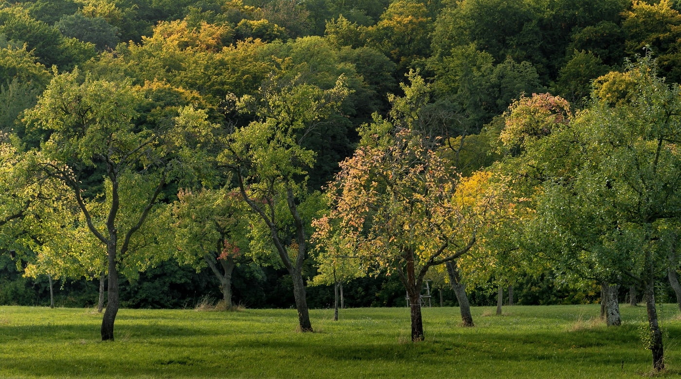 A wide shot of a field covered with grass and full of beautiful trees captured in day time