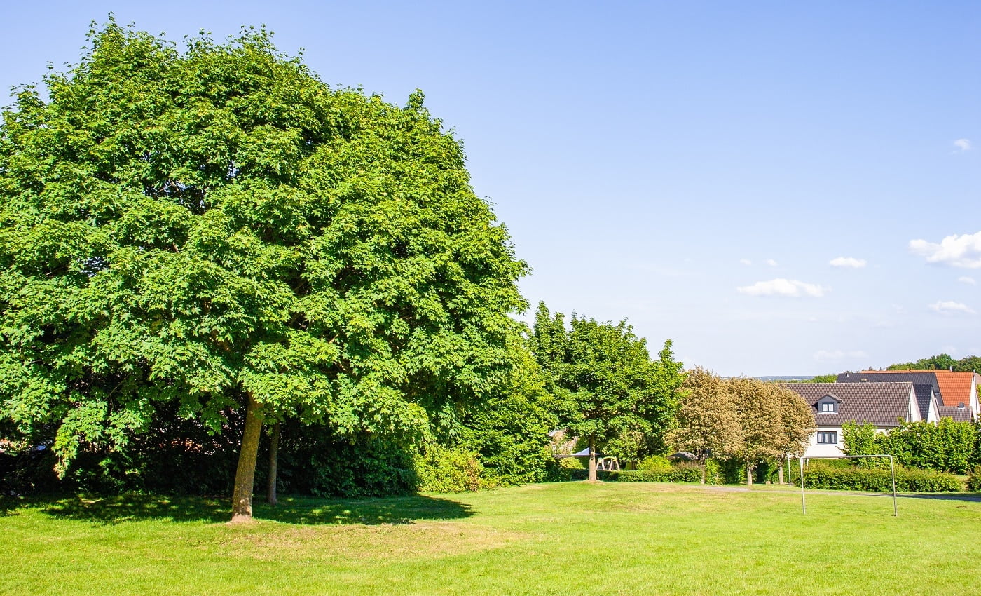 Some big dense trees on the row and some houses seen in the background