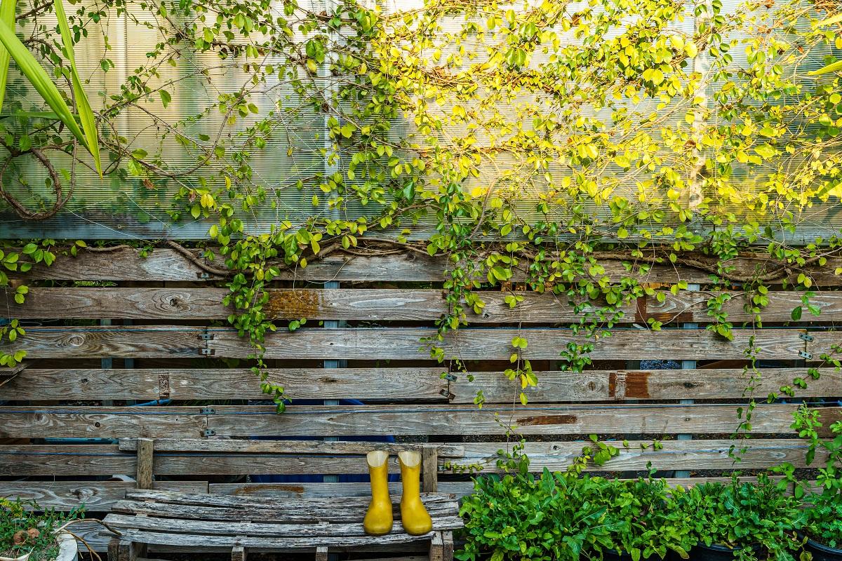 yellow rubber rain boots with Wooden battens Rustic wall and green vine leaves that grows naturally background