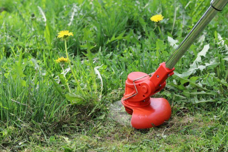 Close-up of an electric trimmer rotating blade approaches to growing plant on green meadow