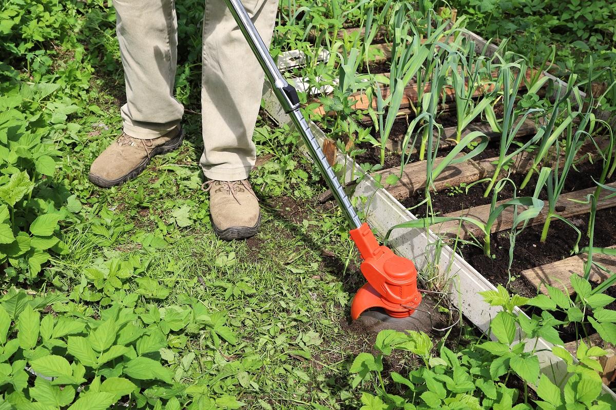 Man mow path next to garden bed using Corded Electric String Trimmer Buying Guide