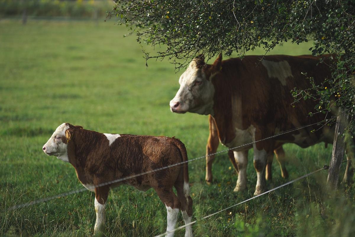 Best Fence For Cattle