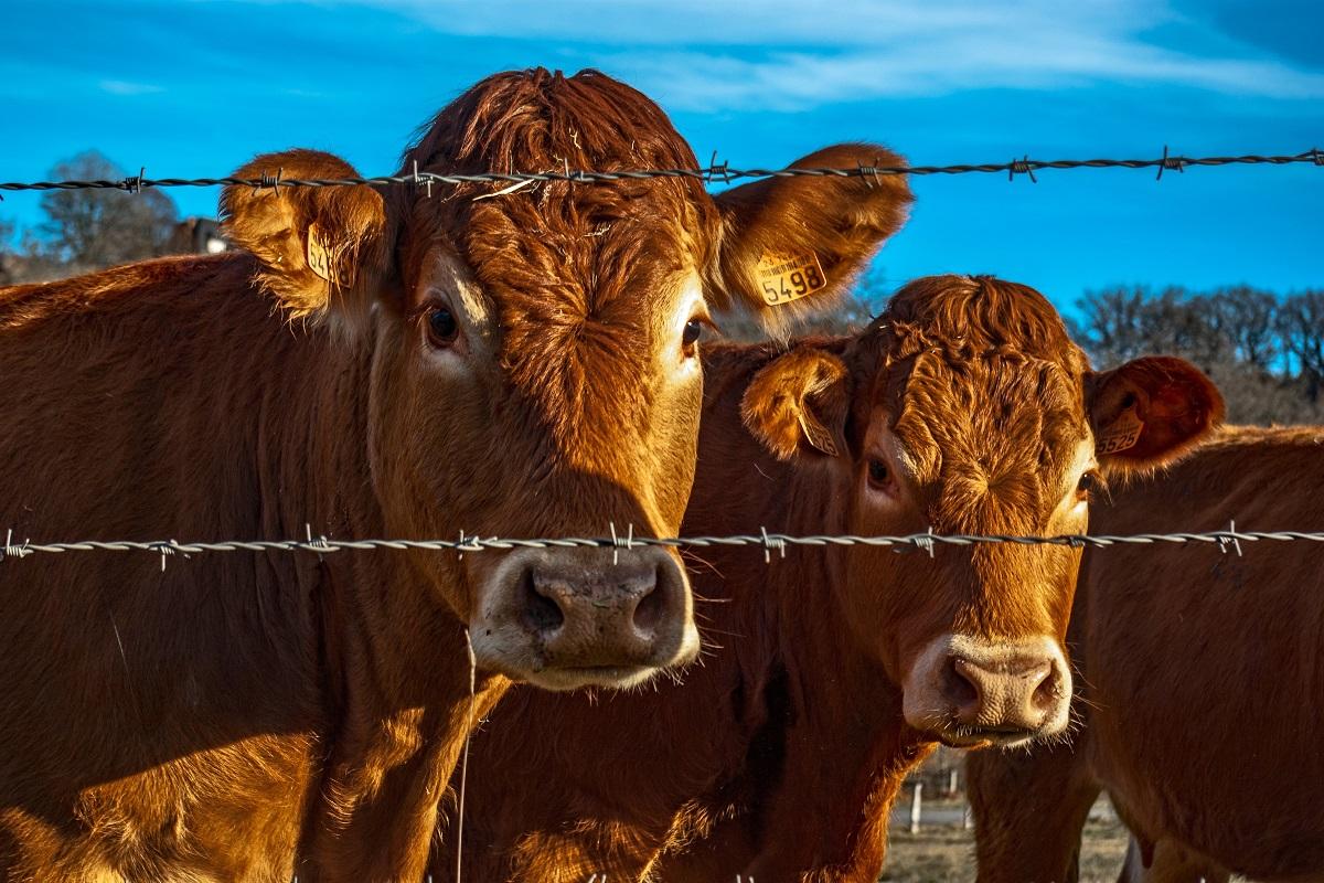 Best Fence For Cattle