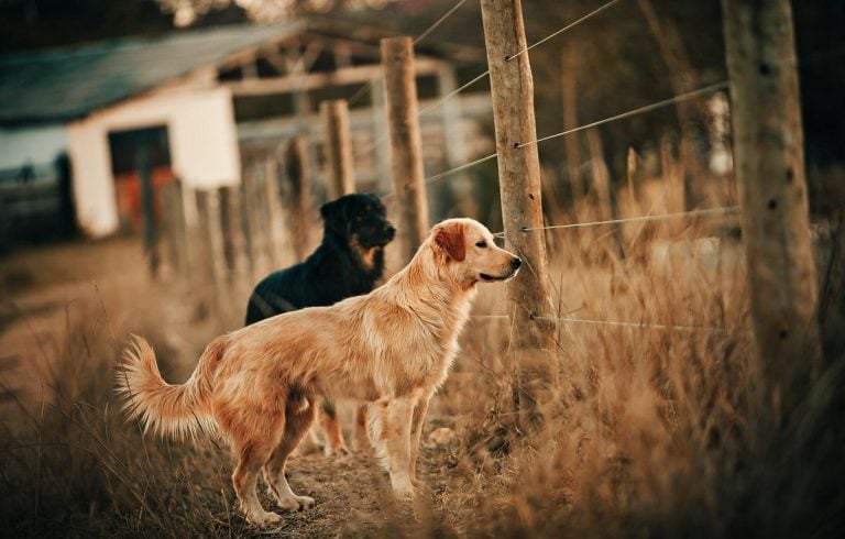 Best Fence For Dogs 01 1