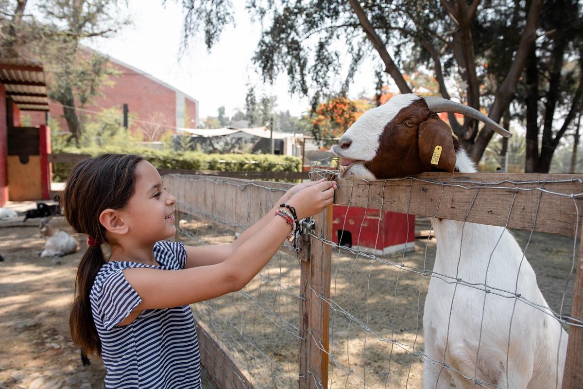 Best Fence For Goats