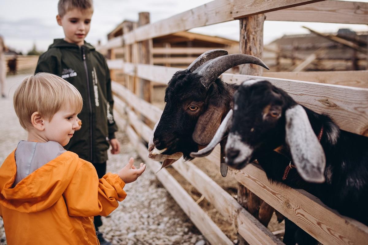 children feed the goats on the farm