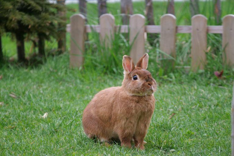 Best Fence For Rabbits