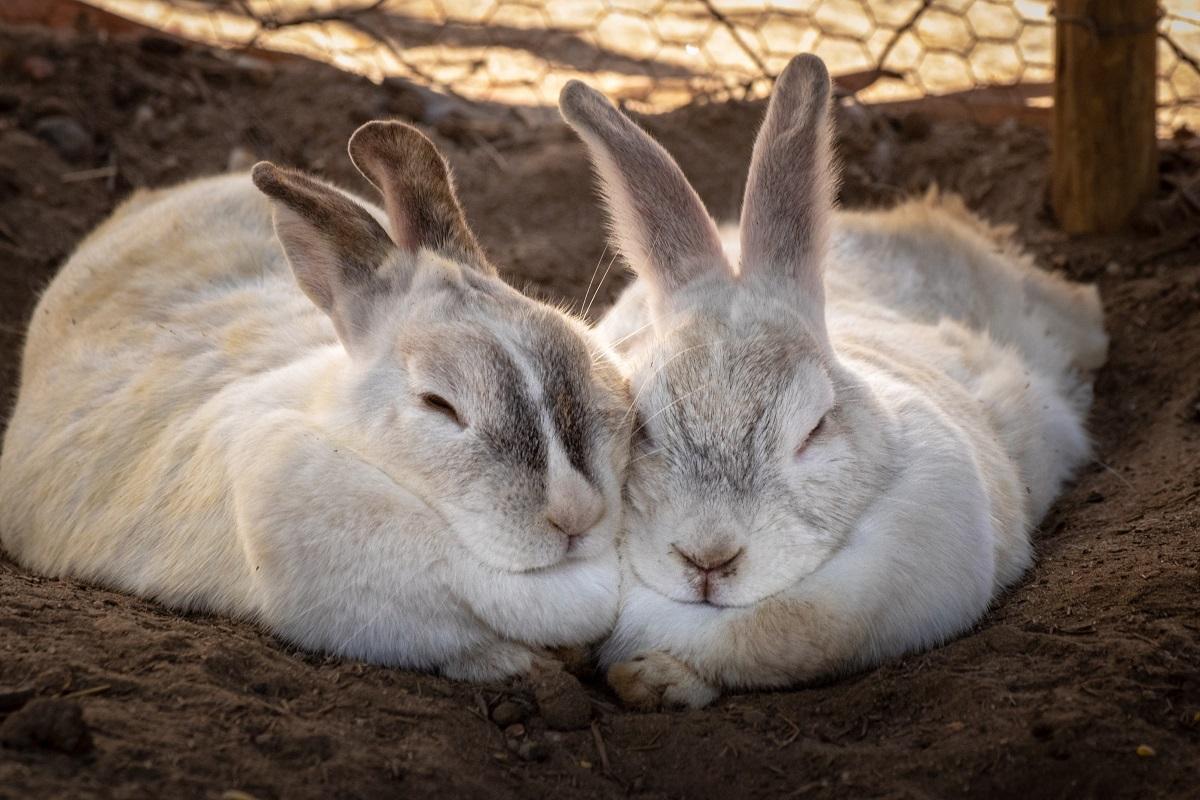 Best Fence For Rabbits