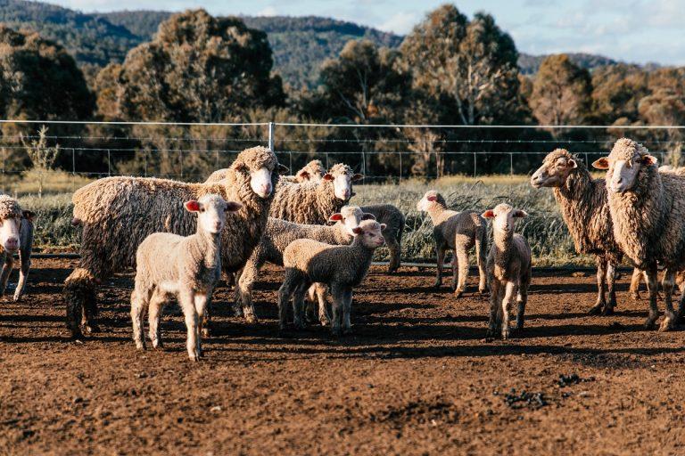 Best Fence For Sheep