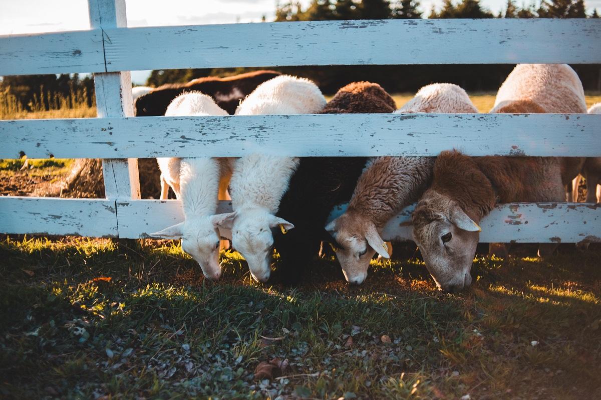 Best Fence For Sheep