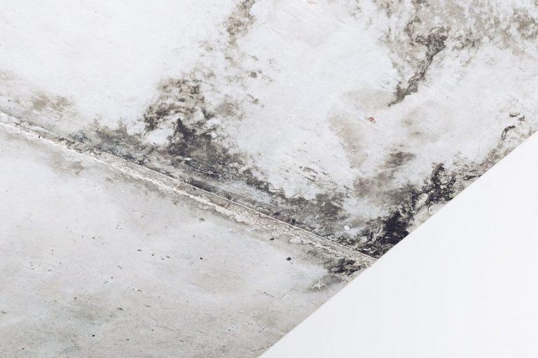 5 Best Mold Resistant Paint Reviews + Guide