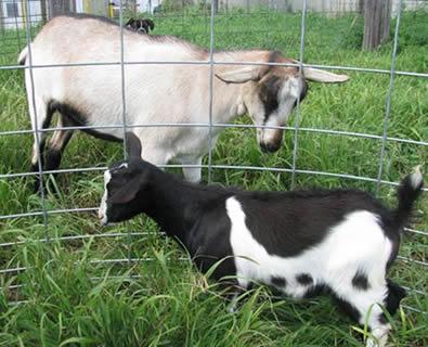 Goat Feedlot Panel