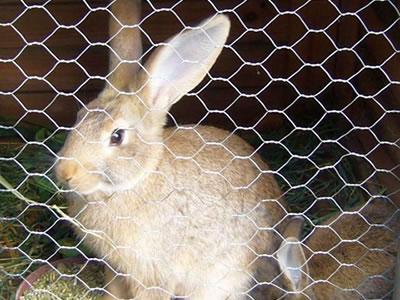 Hexagonal Rabbit Fence