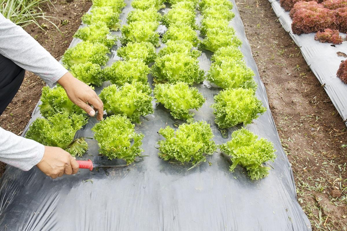 Vegetable garden ,with plastic ground cover or weed barrier