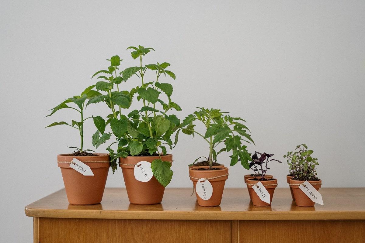 19 Best Types Of Herbs To Grow Indoors 2