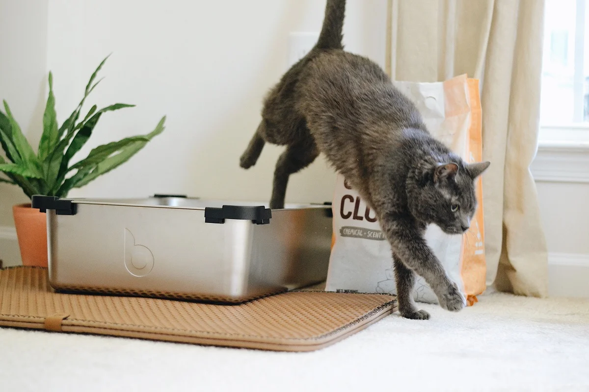 How To Use Cat Litter As A Dehumidifier