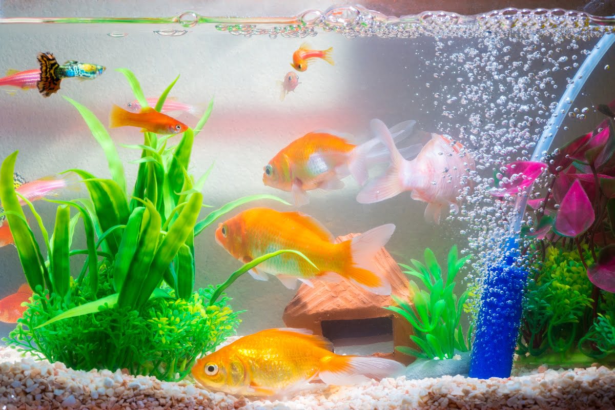 Little fish in fish tank or aquarium, gold fish, guppy and red fish, fancy carp with green plant, underwater life concept.Can A Pool Test Kit Be Used On An Aquarium Final Words.