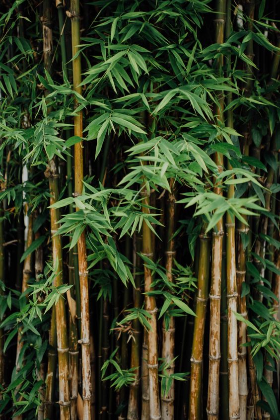 Real Bamboo Plants