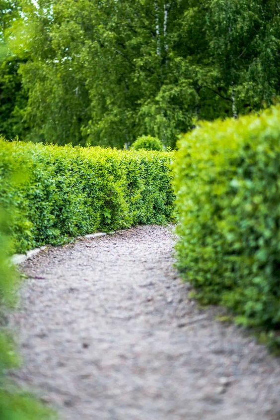 Shrubs Garden Art