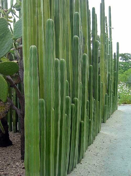 Cactus Walls