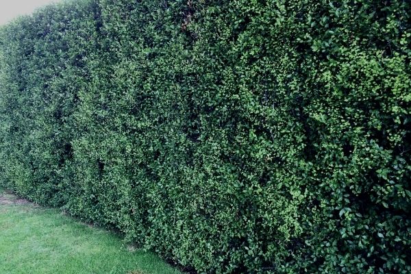 Pittosporum Hedge Shrubs